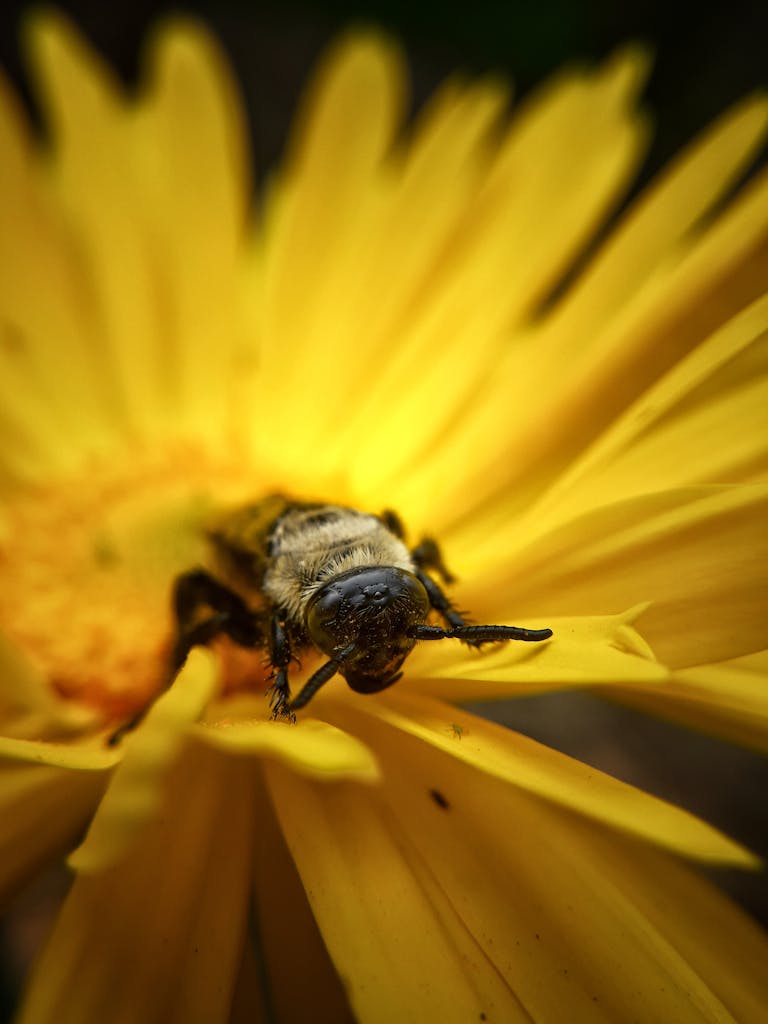 Detailed macro shot of a bumblebee resting on a vibrant yellow flower in New Delhi.